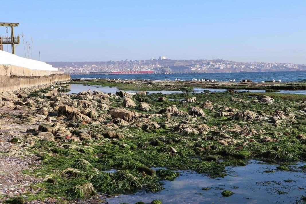 Marmara'da korkutan görüntü: Deniz 25 metre çekildi! Deprem habercisi mi? Uzmanı yanıtladı 15